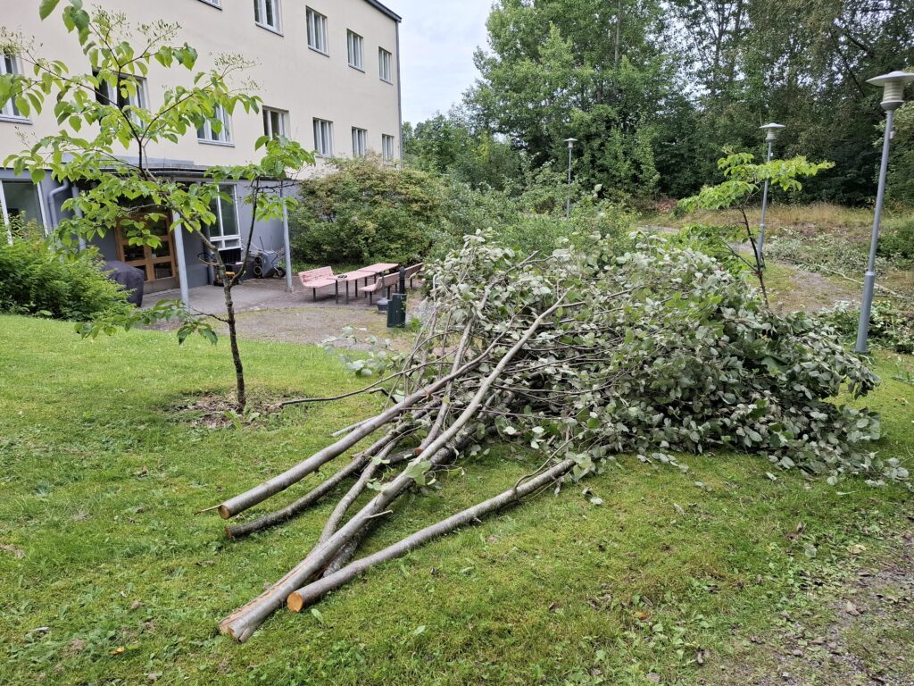 Kaadettuja puita Rukkilan kiinteistössä.